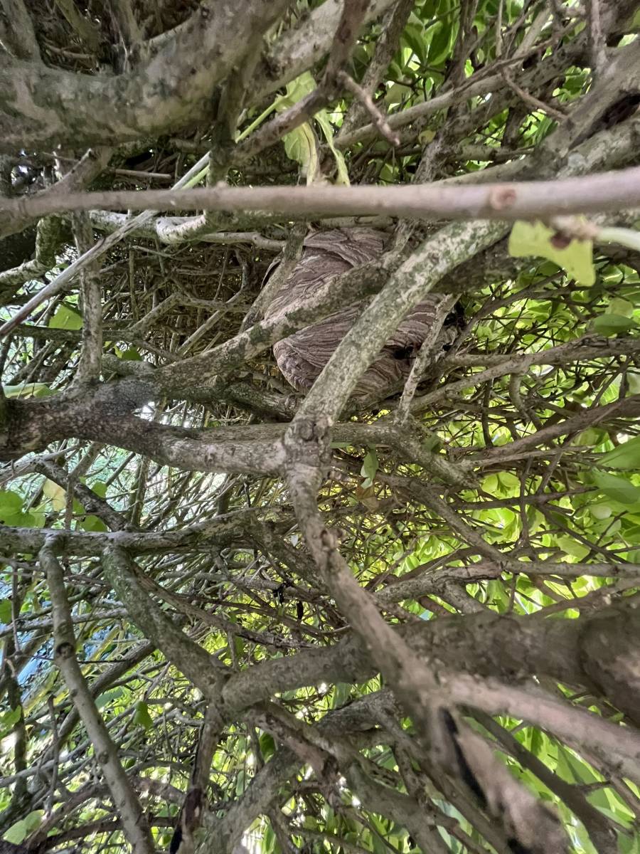 Expert en dératisation pour une éradication complète des rats dans les locaux commerciaux près de Neufchâtel-en-Bray 76 en Seine Maritime