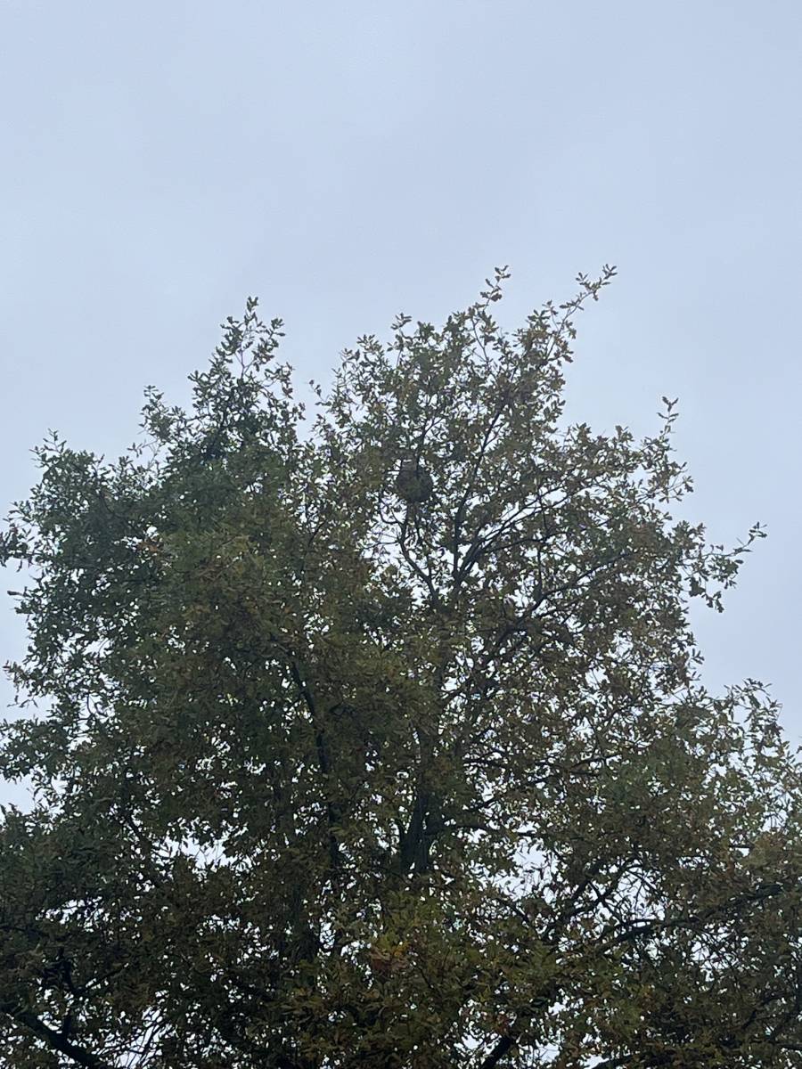 Société experte dans le traitement contre les cafards à domicile pour une éradication totale près de Neufchâtel-en-Bray 76 en Seine Maritime