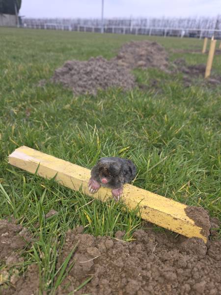 Expert en dératisation, piégeage de taupes dans un jardin proche de Tôtes 76