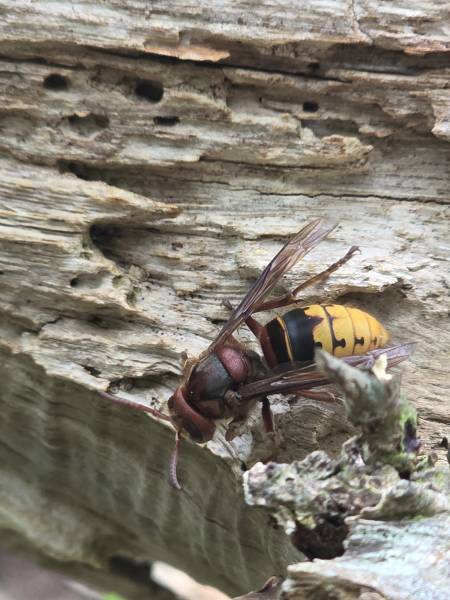 Traitement et destruction d’un nid de frelon européen à Neufchâtel-en-Bray 76