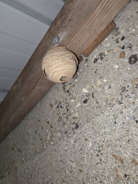 Traitement et destruction d’un nid primaire de frelon asiatique à Rouen 76