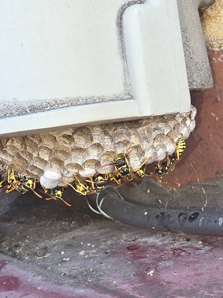 Traitement et destruction d’un nid de guêpes dans un boîtier télécom à Petit-Quevilly 76 proche de Rouen 76