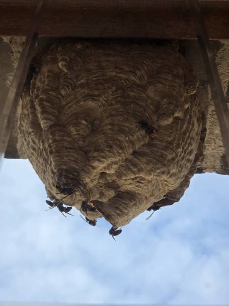 Traitement et destruction d’un nid de frelon asiatique à Bosc-le-hard 76 proche de Clères 76