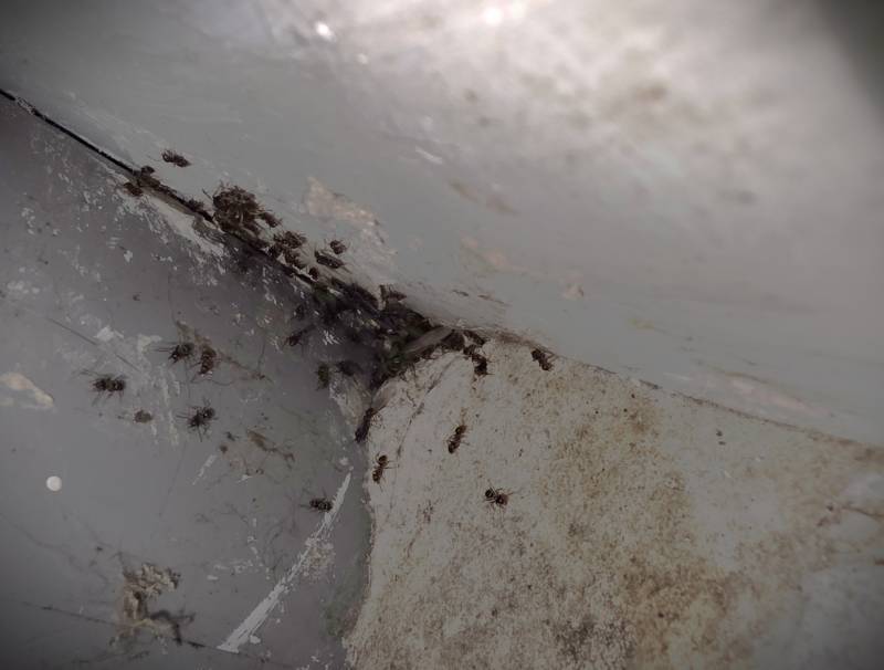 Traitement et destruction d’une fourmilière proche de Rouen 76 en Normandie