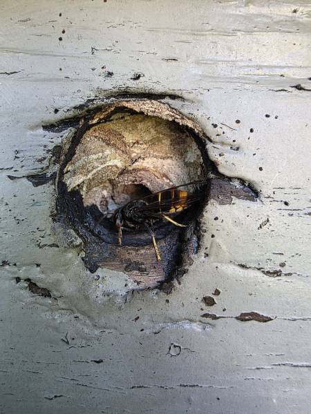 Traitement et destruction d’un nid de frelon asiatique à dieppe76