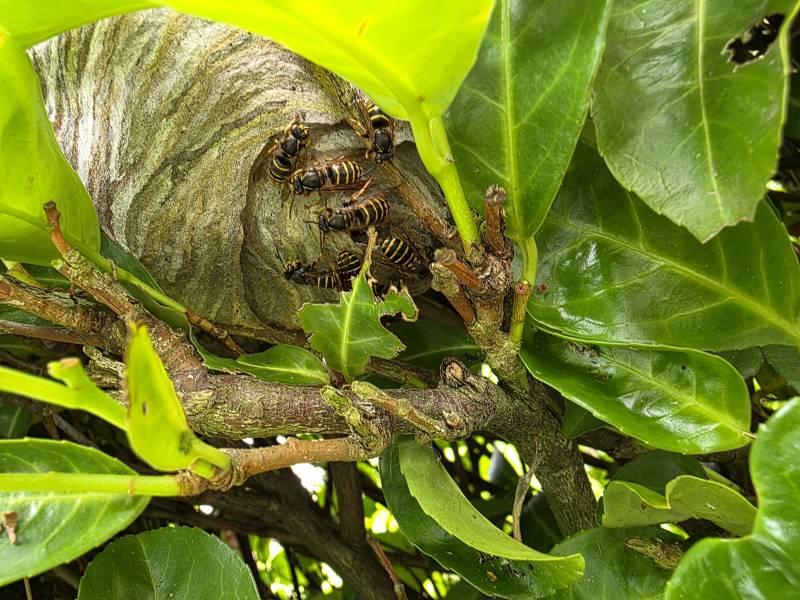 Traitement et destruction d’un nid de guêpe dans une haie à Quincampoix 76 proche de Rouen 76