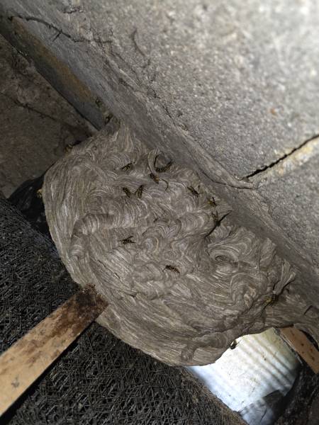 Traitement et destruction d’un nid de guêpe dans un sous-sol à Yerville 76 proche de Yvetot 76