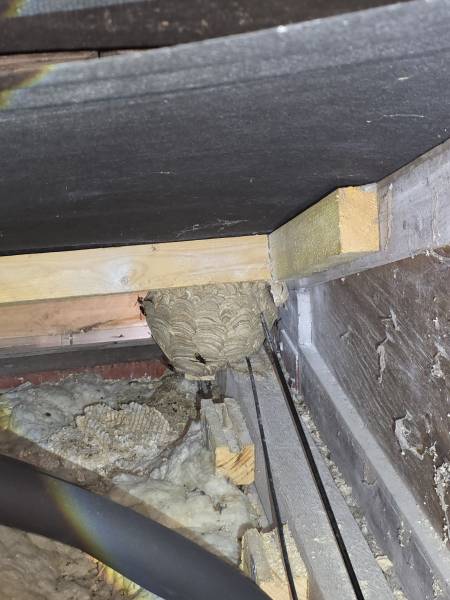 Traitement et destruction d’un nid de frelon asiatique dans une toiture proche de Totes76