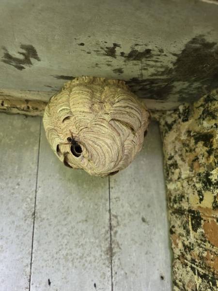 Destruction d’un nid primaire de frelon asiatique à Rouen rive droite 76