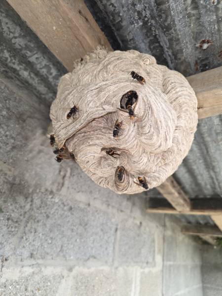 Destruction d’un nid de frelon asiatique à Sotteville-lès-Rouen 76 proche Rouen 76