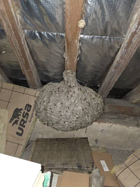 Entreprise spécialisée dans la destruction de guêpes à Forges-les-Eaux