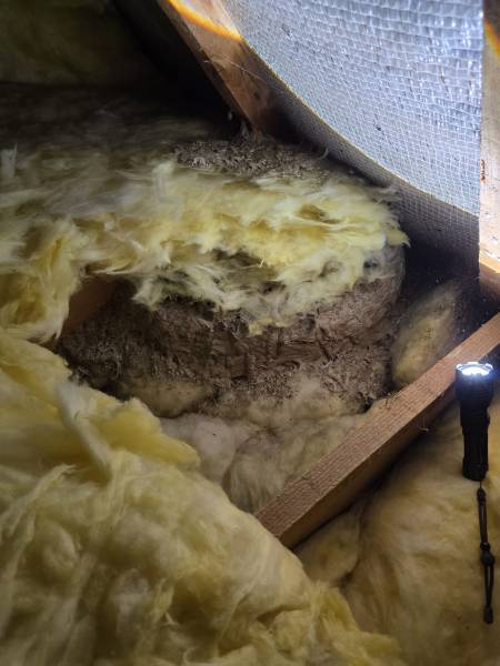 Destruction d’un nid de guêpes à Serqueux 76 proche Forges-les-eaux 76