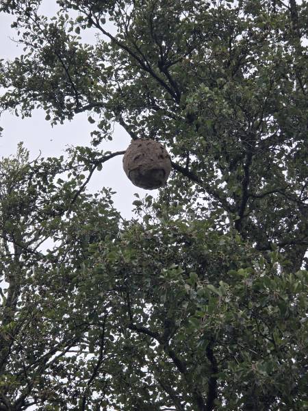 Destruction de nid de frelon asiatique à Rouen 76 et agglomération – Intervention rapide