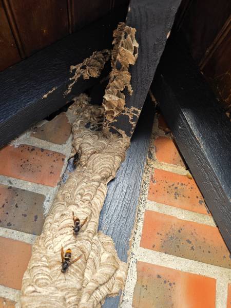 Traitement /destruction d’un nid de frelon asiatique sous toiture à Bois-Guillaume 76 proche Rouen 76