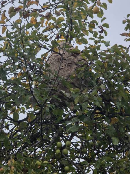 Intervention pour un nid de frelon asiatique en hauteur à Darnétal 76 proche Rouen 76
