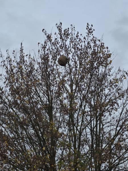 Traitement et destruction d’un nid de frelon asiatique dans un arbre à Gournay-en-Bray 76