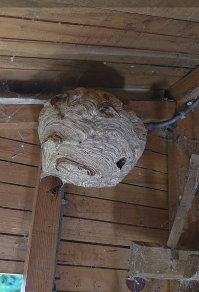 Traitement et destruction d’un nid de frelon asiatique proche de dieppe76