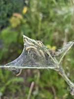 Notre zone d'activité pour ce service Contacter un expert en dératisation pour les habitations individuelles situé