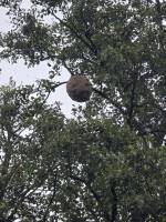 Notre zone d'activité pour ce service Faire appel à un dératiseur professionnel pour une entreprise pour éliminer tous insectes et nuisibles