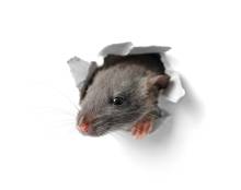 Notre zone d'activité pour ce service Trouver une entreprise de dératisation professionnelle pour éliminer les rats et souris dans des bureaux