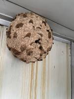 Notre zone d'activité pour ce service Avis sur les services de SOS GUÊPES NORMANDIE, entreprise de dératisation professionnels pour se débarrasser des rats dans un immeuble