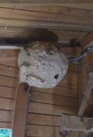 Notre zone d'activité pour ce service Désinsectiseur professionnel pour frelons dans un local commercial et industrie située